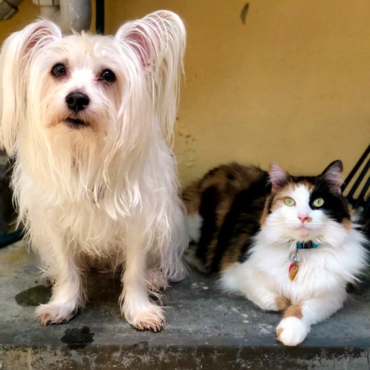 Jasper and Sapphire dog and cat